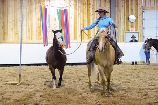 Horse Training Horse Training